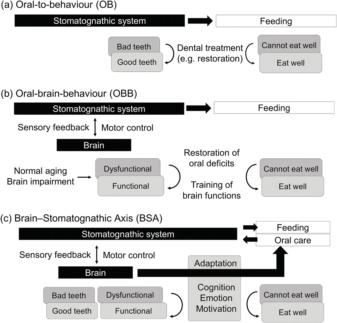 Figure 13 Theoretical frameworks of the association between the brain oral - фото 5