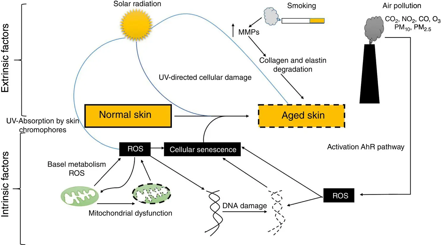 Figure 42 Various intrinsic and extrinsic skin aging factors 4233 - фото 26