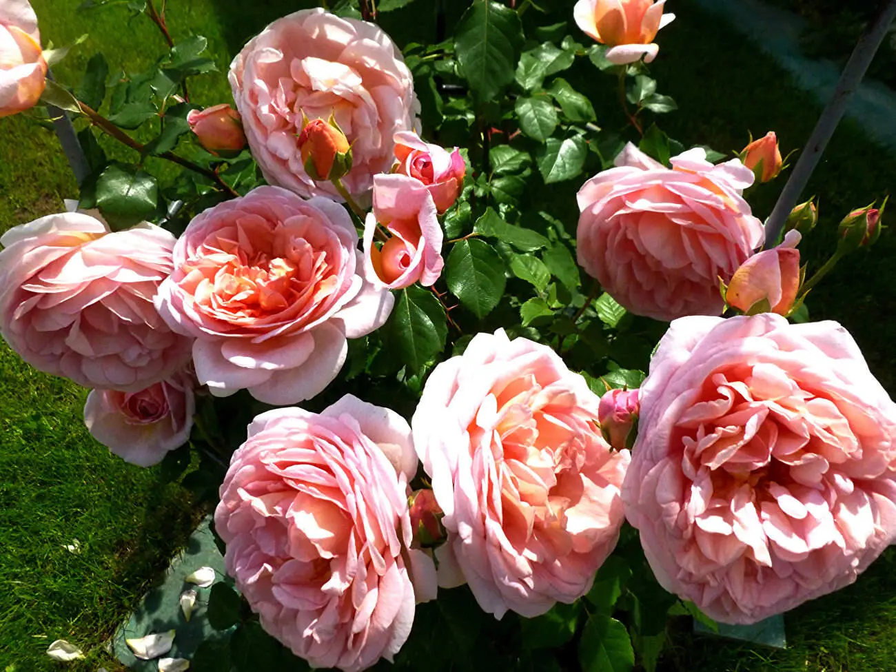 Цветки Abraham Darby крупные розовые чашевидные с фруктовым ароматом - фото 2