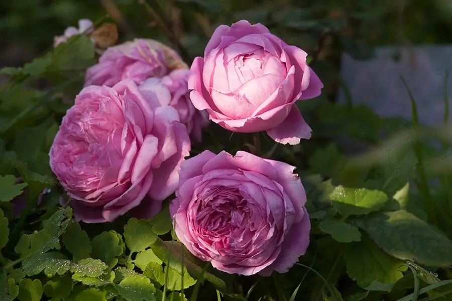 Цветы розовые к центру более насыщенные крупные до 14 см в диаметре глубокой - фото 3