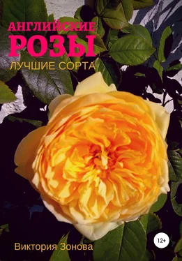 Виктория Зонова Английские розы. Лучшие сорта обложка книги