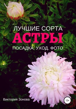 Виктория Зонова Астры. Лучшие сорта обложка книги
