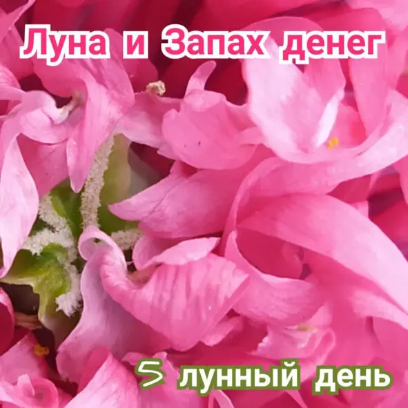АРОМАТ ДЕНЕГ Сегодня актуальны смеси трав эфирных масел и продукты питания - фото 6