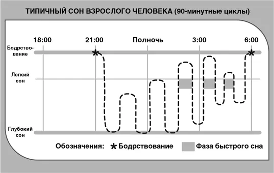 Фаза медленного сна подробнее о спокойном типе сна Взрослые проводят - фото 5