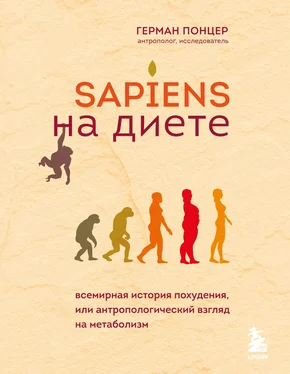 Герман Понцер Sapiens на диете. Всемирная история похудения, или Антропологический взгляд на метаболизм обложка книги