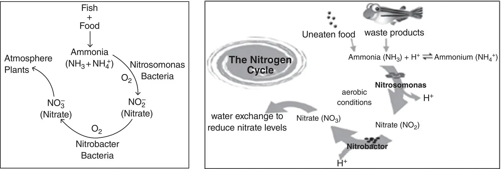 Figure 11 The nitrogen cycle FrancisFloyd 2003 Source image on the - фото 6