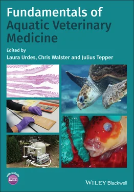 Неизвестный Автор Fundamentals of Aquatic Veterinary Medicine обложка книги