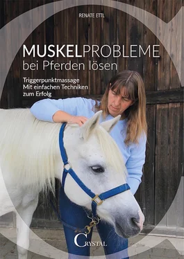 Renate Ettl Muskelprobleme bei Pferden lösen обложка книги