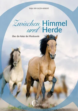 Tanja von Salzen-Märkert Zwischen Himmel und Herde обложка книги