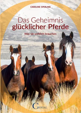 Caroline Sperling Das Geheimnis glücklicher Pferde обложка книги