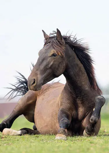 Foto Christiane Slawik CAROLINE SPERLING Das Geheimnis glücklicher Pferde - фото 2