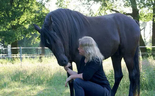 Die ebenbürtige Begegnung mit dem Pferd hat die größte Chance wenn wir frei - фото 12