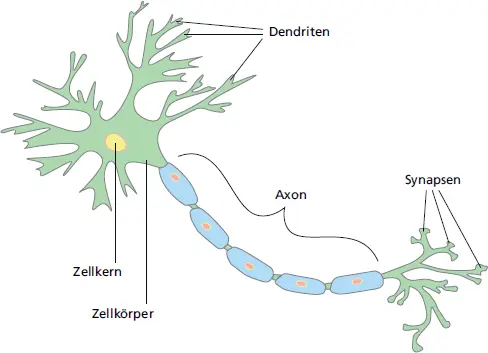 Abb 5 Die Nervenzelle Informationstransfer über Synapsen - фото 153