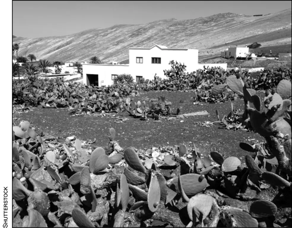 Área rural Sembradío en el campo Sin embargo poco a poco las personas que se - фото 11