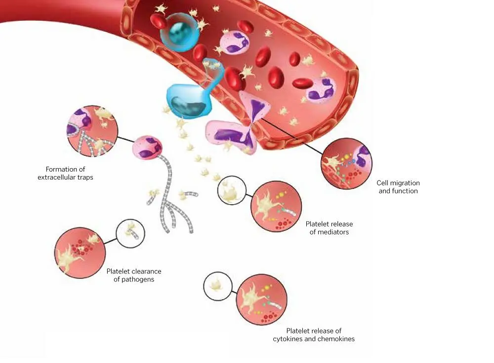 FIG 111Effects of plateletleukocyte aggregates on differentiation - фото 14