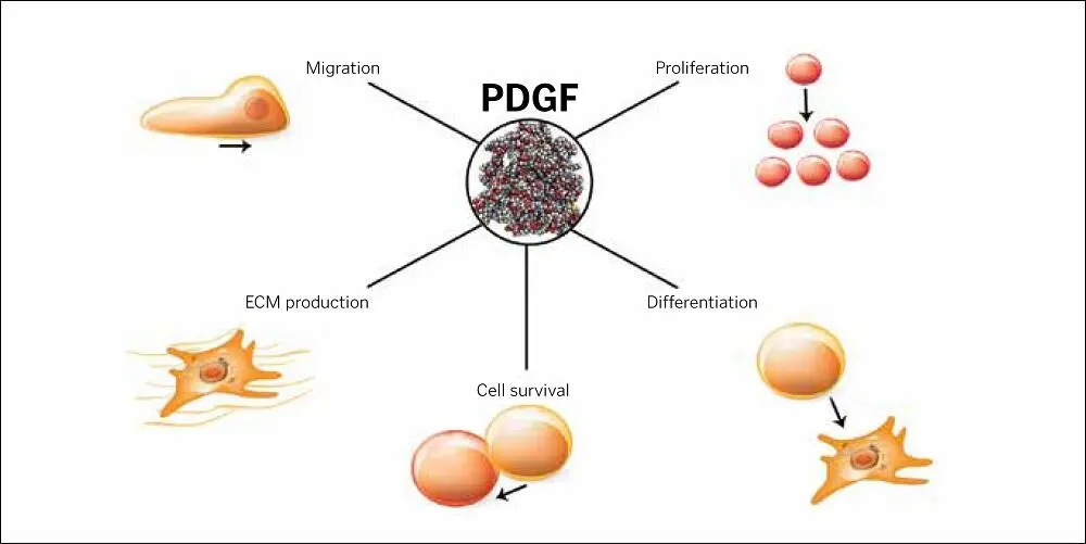 FIG 16Roles of PDGF FIG 17TGFβ stimulates the proliferation and migration - фото 9