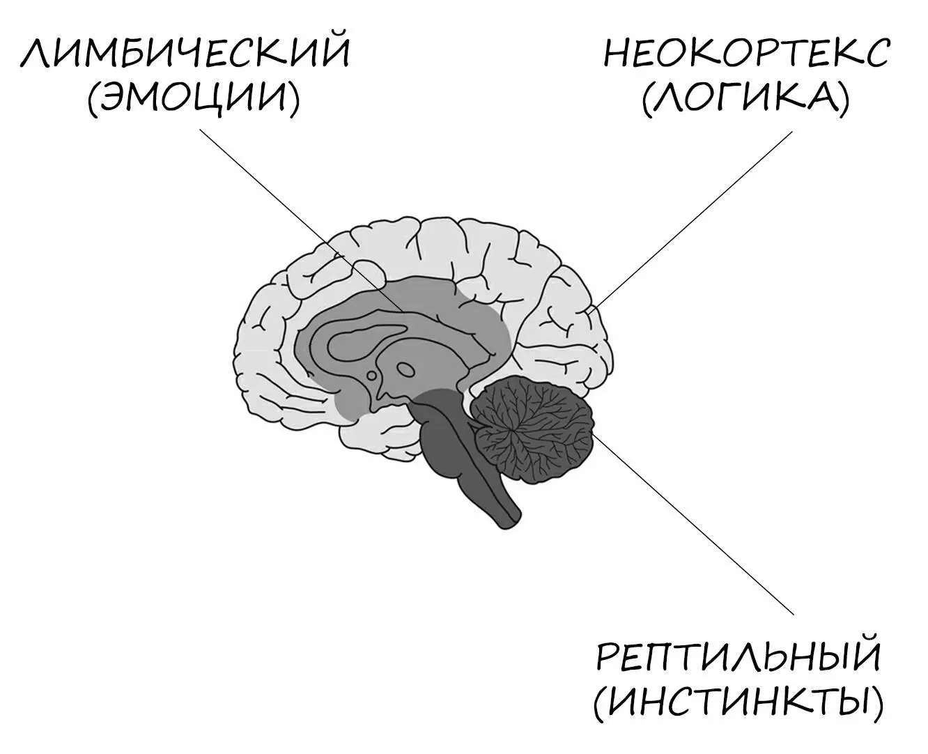 Второй по силе эмоциональный мозг и вот где вся игра Сколько бы мы ни - фото 2