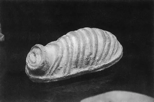 16 Intestinos y útero de terracota entre el siglo II y el siglo III aC - фото 17