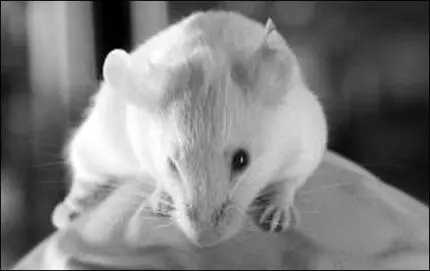 Abbildung 1 die Supermaus Maus Nr 6 die resistent gegen Krebs ist Mit - фото 4