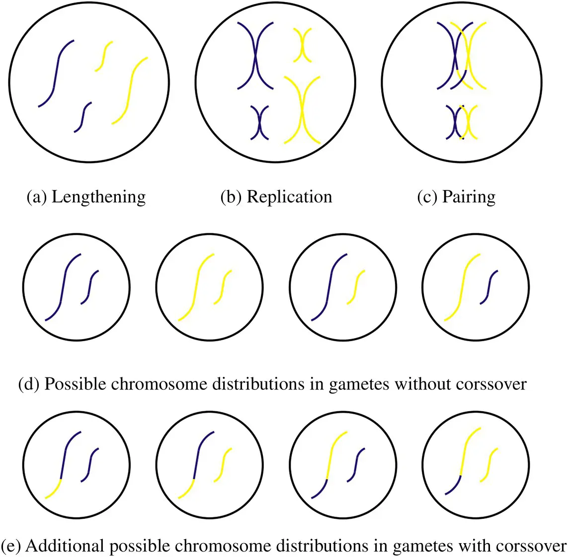 Figure 17 Meiosis After the chromosome pairing and crossover the cell which - фото 33