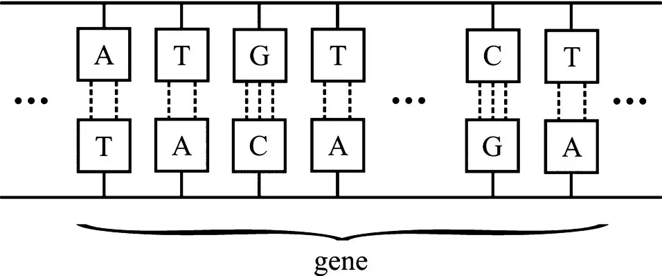 Figure 16 Deoxyribonucleic acid DNA Each DNA molecule in a living organism - фото 32