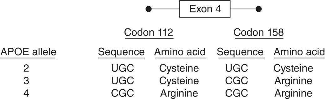 Figure 211 Single base pair changes in exon 4 of APOE define the 2 3 and 4 - фото 15