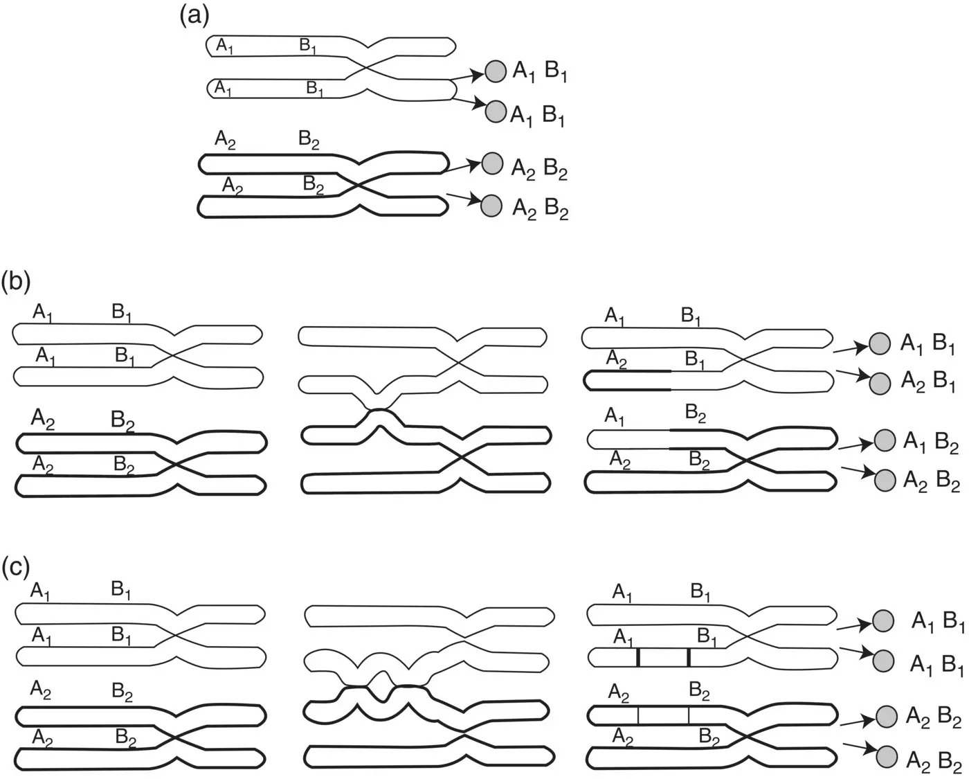 Figure 28 Genetic results of crossing over a no crossover A and B remain - фото 12