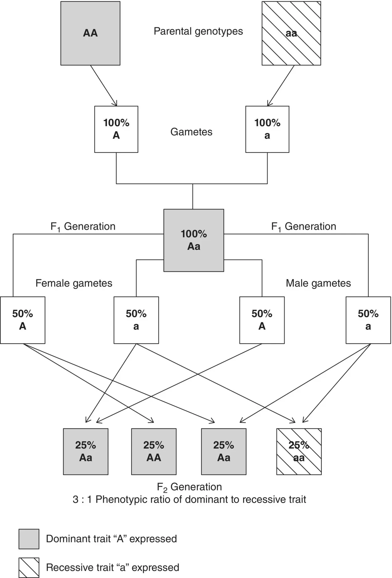 Figure 21 Principles of Mendels first law of segregation of heritable - фото 5