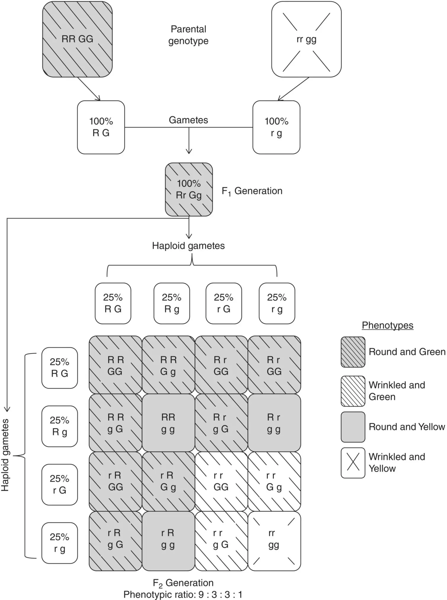 Figure 22 Principles of Mendels second law of independent assortment with a - фото 6