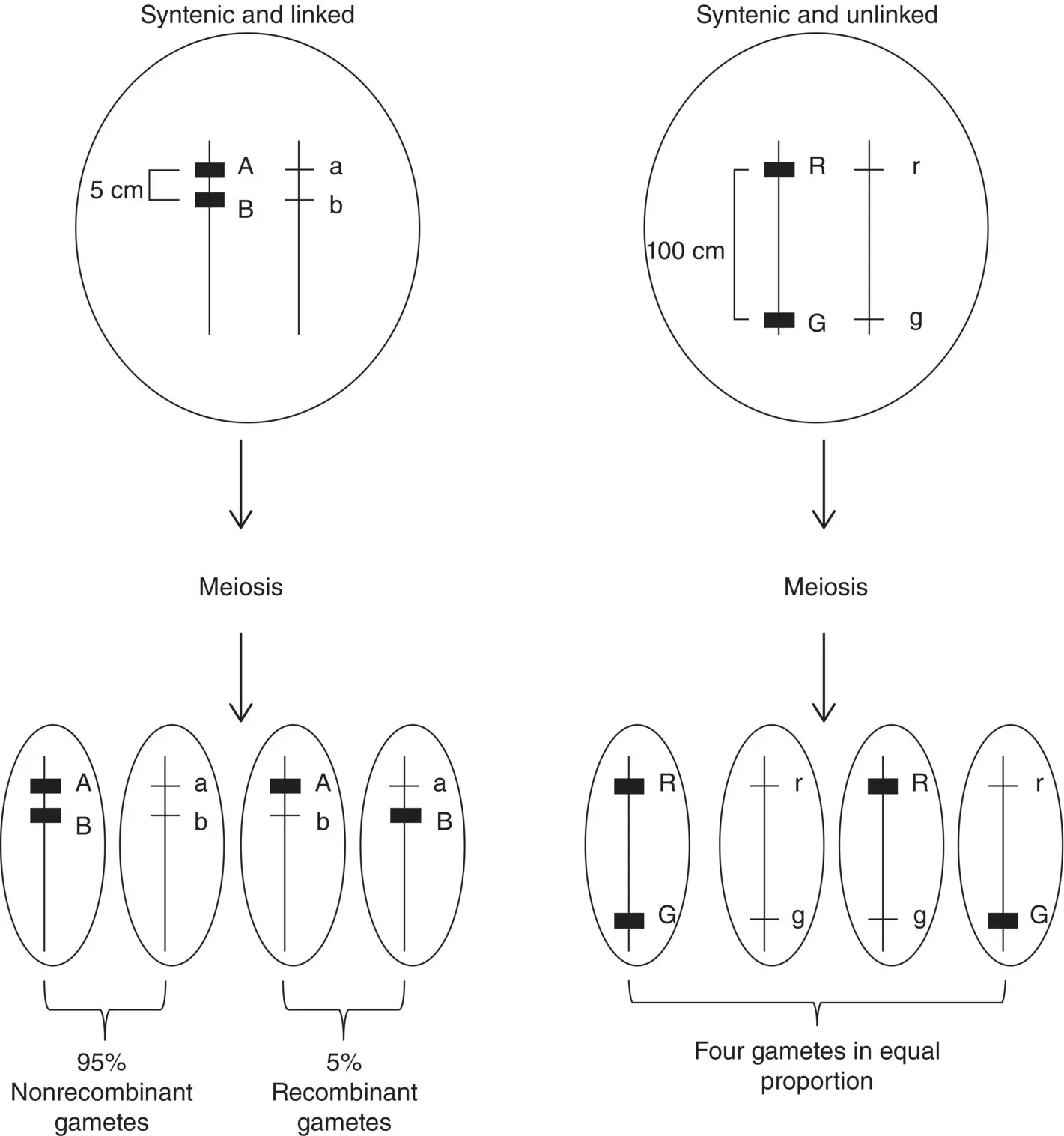 Figure 29 Genes that are on the same chromosome syntenic may be unlinked or - фото 13
