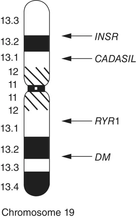 Figure 27 The myotonic dystrophy DM and insulin receptor INSR genes are - фото 11