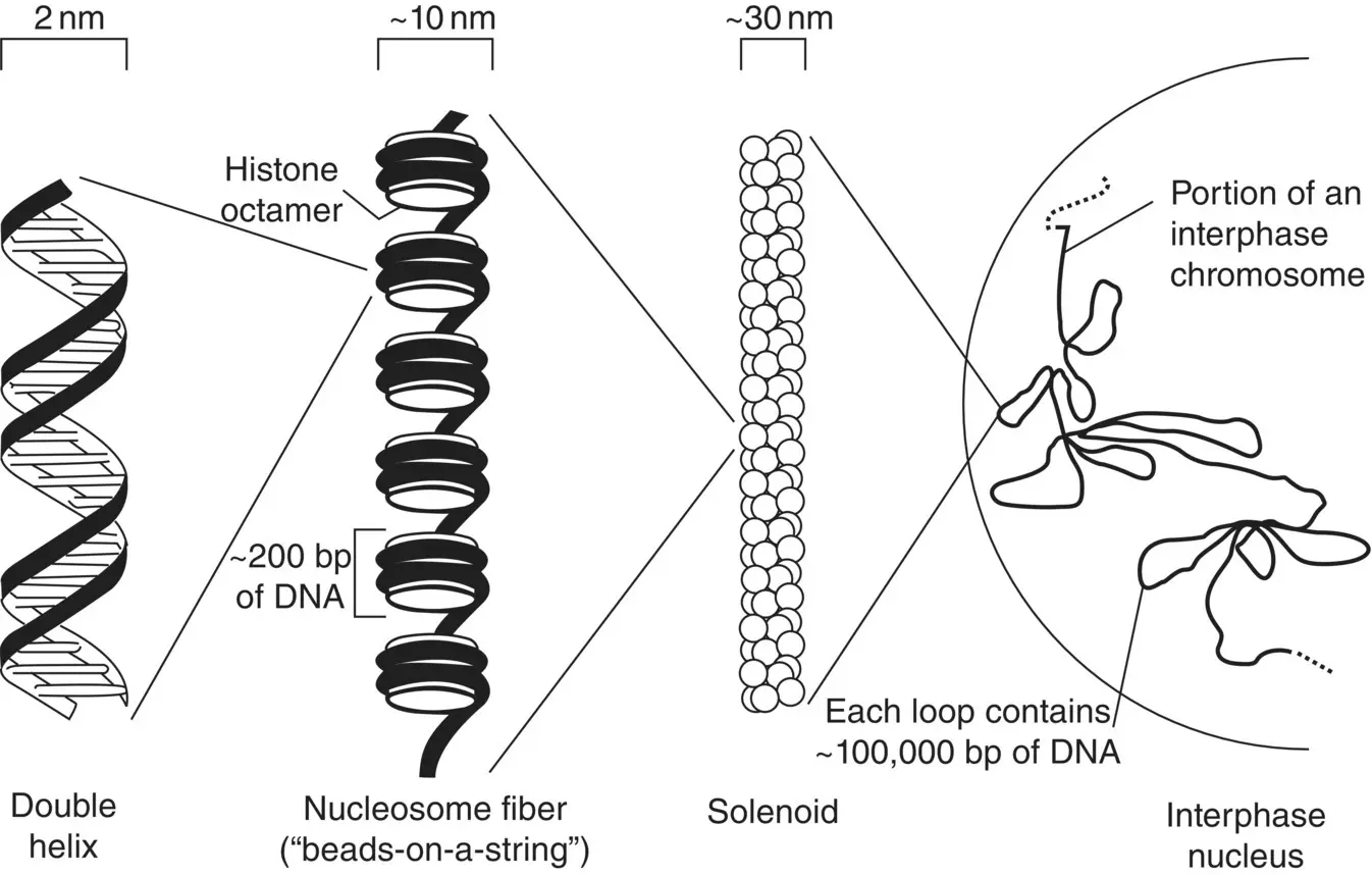 Figure 23 The DNA double helix is packaged and condensed in several different - фото 7