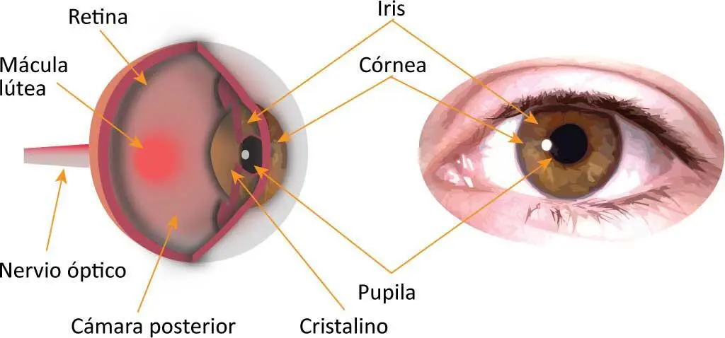 IMPORTANTE El ojo humano es 40 veces más sensible en la visión lateralque en la - фото 5