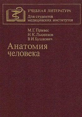 Михаил Привес Анатомия человека [9-изд]