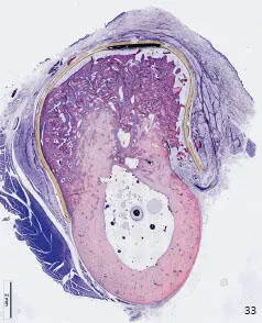 Figs 132 and 133 Crosssectional views of the histologies of the regenerated - фото 38