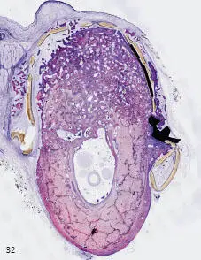 Figs 132 and 133 Crosssectional views of the histologies of the regenerated - фото 37