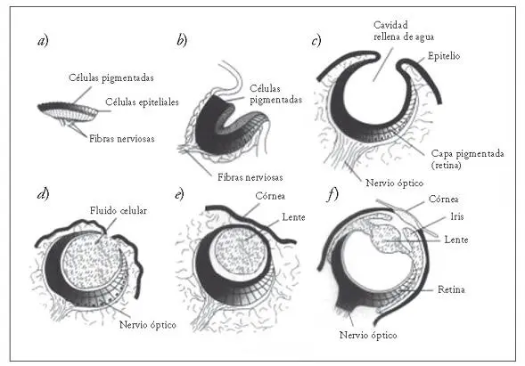 Figura 53 Evolución gradual de una estructura compleja en este caso el ojo - фото 7
