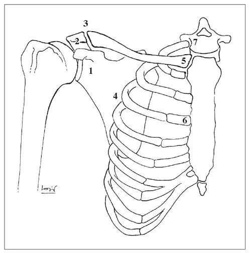 Fig 11 Complex articular del muscle 1 articulació glenohumeral 2 - фото 2
