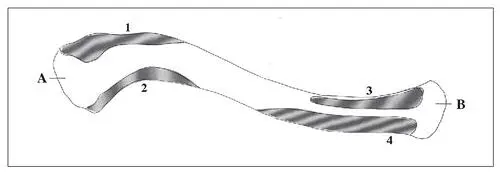 Fig 16 Clavícula dreta Vista superior A extrem acromial B extrem - фото 7