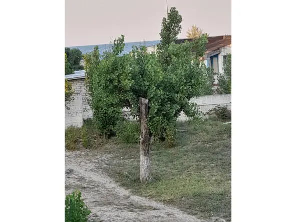 Между морем и лиманом Это дерево росло Людям солнца было мало Они срезали - фото 5