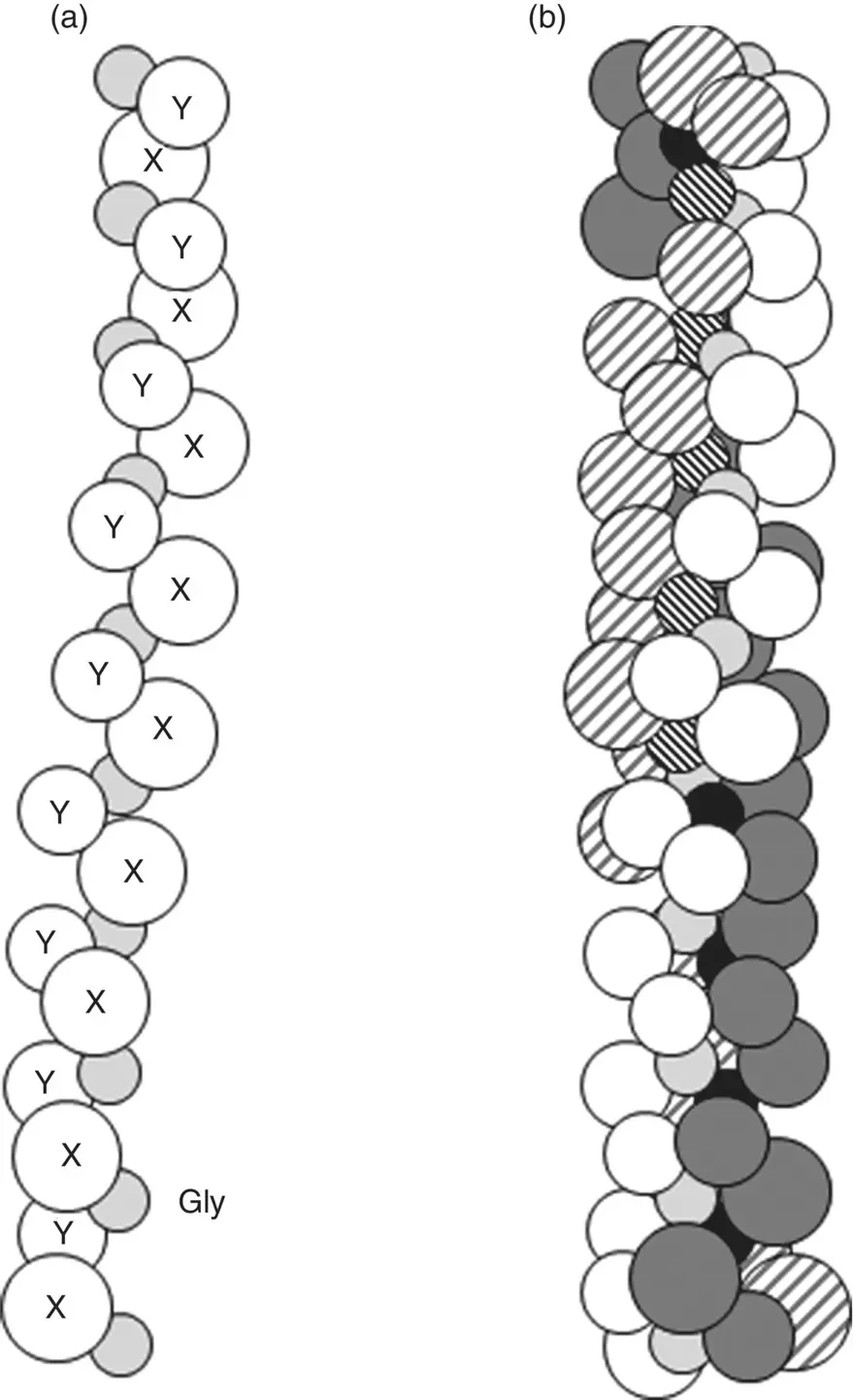 Figure 225 a Illustration of single αchain composed of the amino acid - фото 48