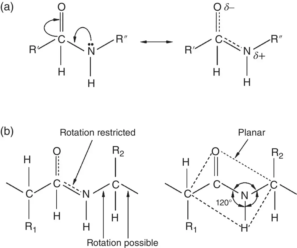 Figure 219 Schematic illustration of the stereochemistry of the amide bond - фото 39