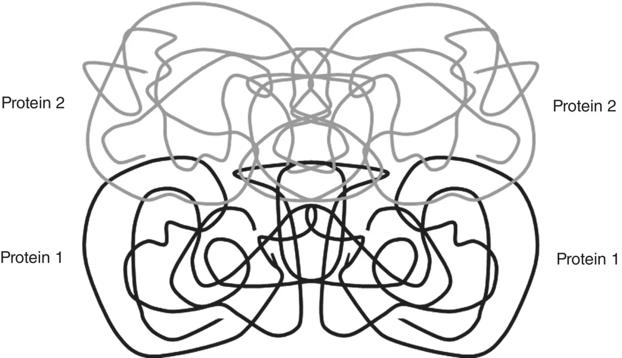 Figure 227 Illustrative example of quaternary structure of a protein composed - фото 50
