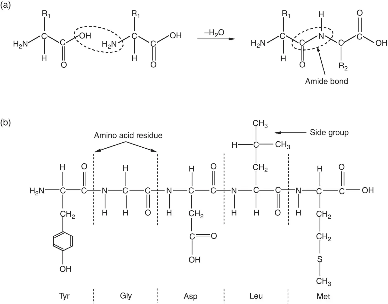 Figure 218 Illustration of a condensation reaction between two amino acids - фото 38
