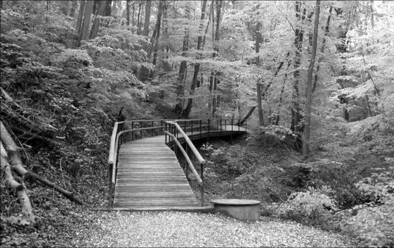 Schlossbühltobel Auf dem Weg zurück zum Schwabenweg verpasse ich dann eine - фото 34