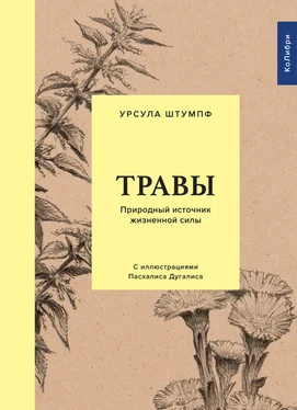 Урсула Штумпф Травы. Природный источник жизненной силы обложка книги