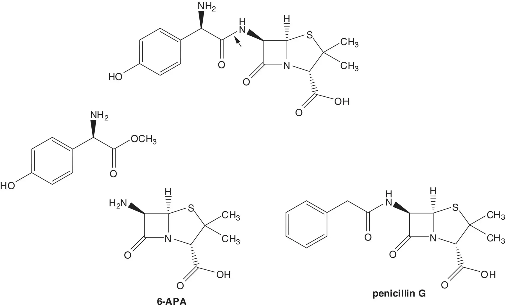 The ester is formed from the carboxylic acid Fischer Esterification The - фото 48