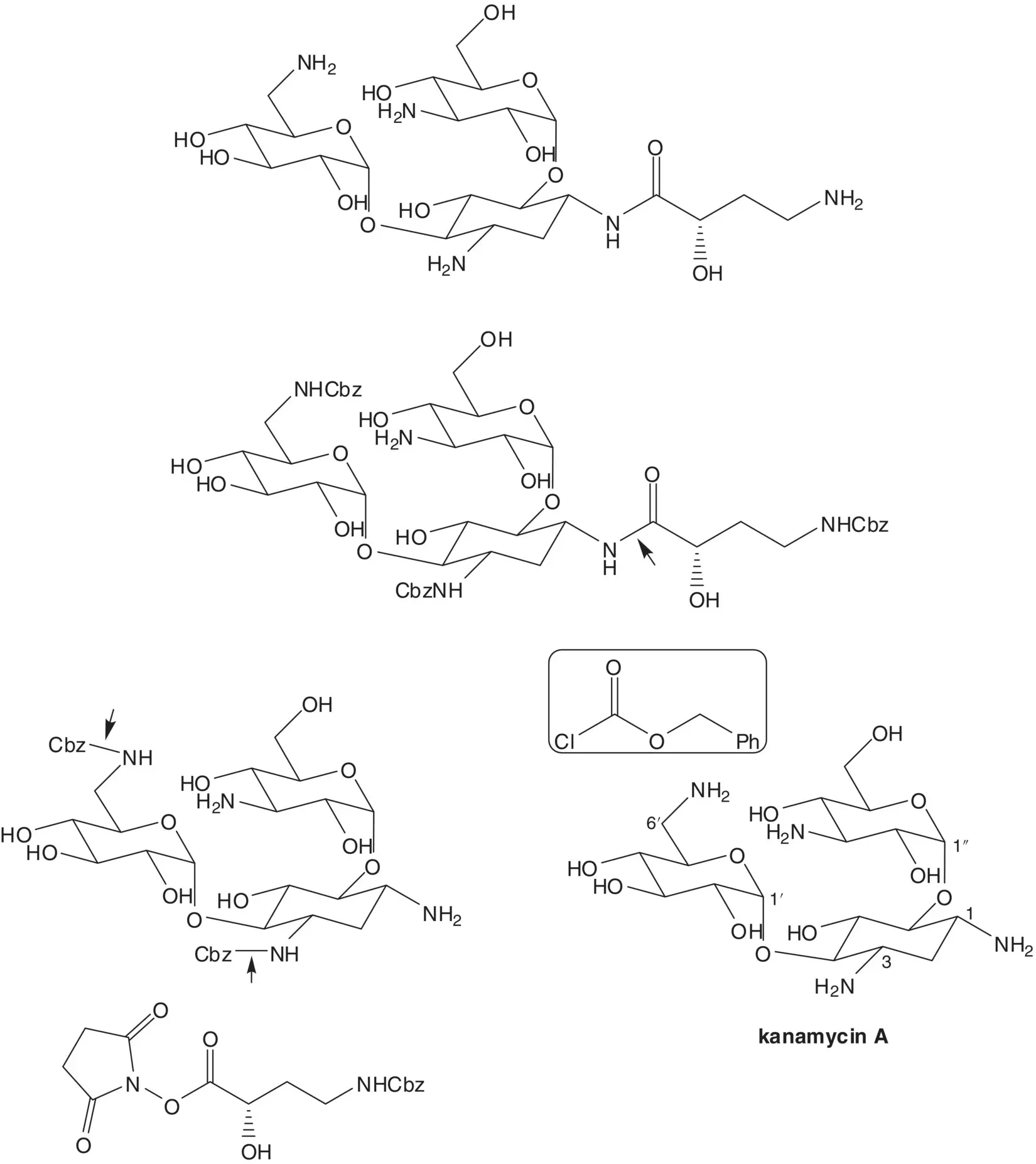 The N hydroxysuccinimide ester is formed from the carboxylic acid The amino - фото 26