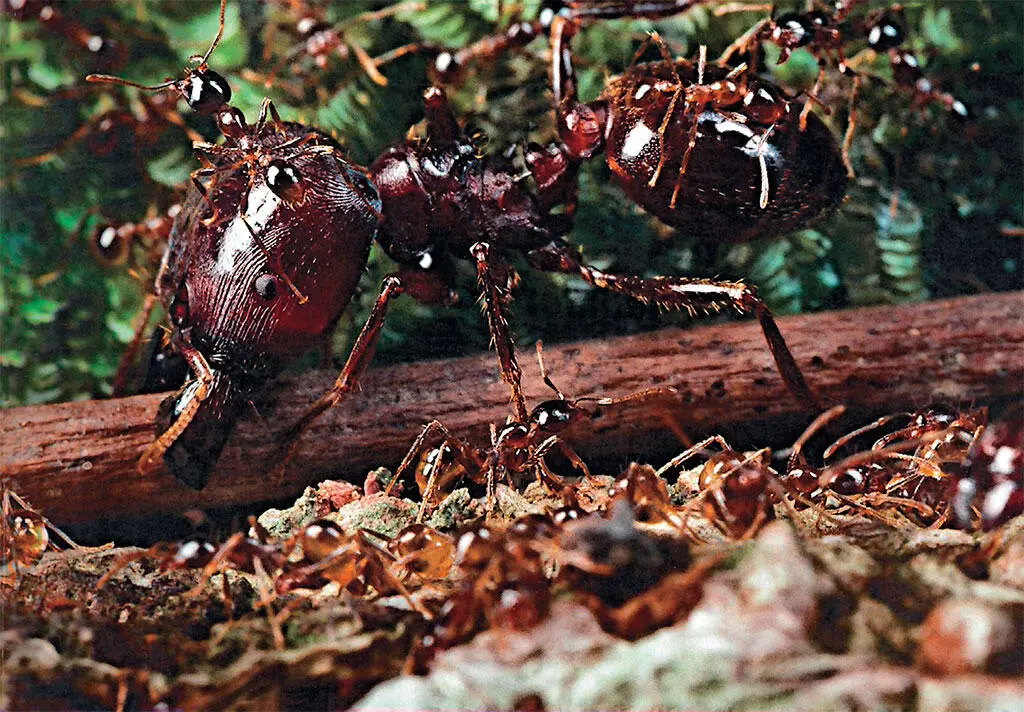 Pheidologeton diversus тропическая Азия На иллюстрации солдаты - фото 3