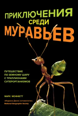 Марк Моффетт Приключения среди муравьев. Путешествие по земному шару с триллионами суперорганизмов обложка книги